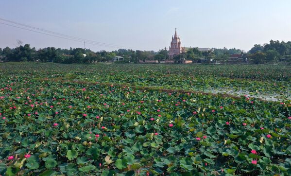 Sen hồng ở huyện Hải Lăng - Sputnik Việt Nam
