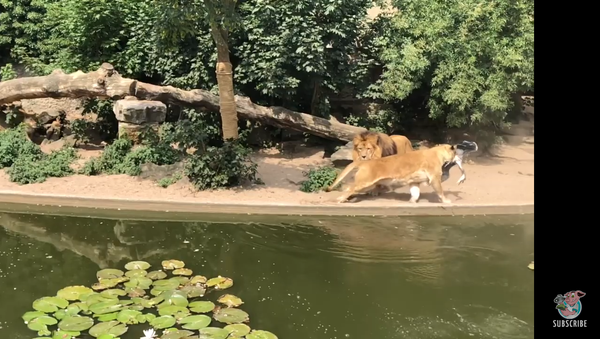 Sư tử chuẩn bị ổ phục kích tử thần cho con diệc trong Vườn thú - Sputnik Việt Nam