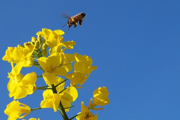 Một con ong trên bông hoa cải tại khu vực Krasnodar - Sputnik Việt Nam