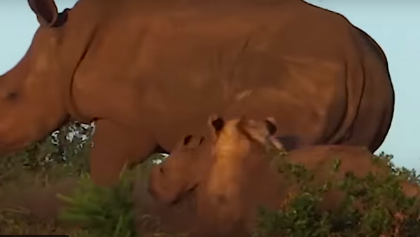 Video sư tử lén lút tấn công đàn tê giác lên mạng - Sputnik Việt Nam