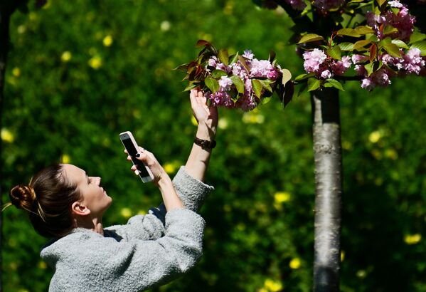 Cô gái dùng điện thoại chụp ảnh hoa anh đào trên đường cây ở Sochi - Sputnik Việt Nam