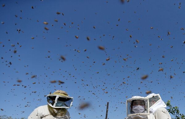 Người nuôi ong Palestine trong lúc thu hoạch mật ở phần nam Dải Gaza - Sputnik Việt Nam