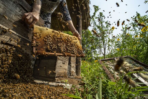 Ảnh “Khi tổ ong tràn ngập” của nhiếp ảnh gia Trung Quốc Sun Xiaodong,  giải Nhì trong cuộc thi ảnh Pink Lady® Food Photographer of the Year 2020 - Sputnik Việt Nam
