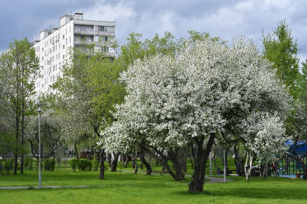 Hàng cây nở hoa ở Moskva - Sputnik Việt Nam
