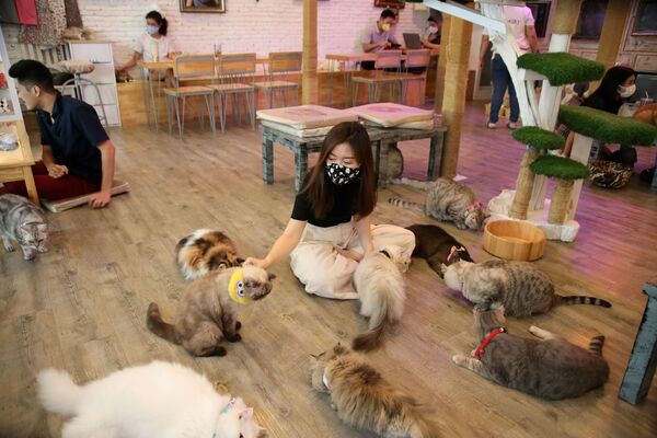 Thực khách tại Caturday Cat Cafe ở Bangkok, Thái Lan - Sputnik Việt Nam