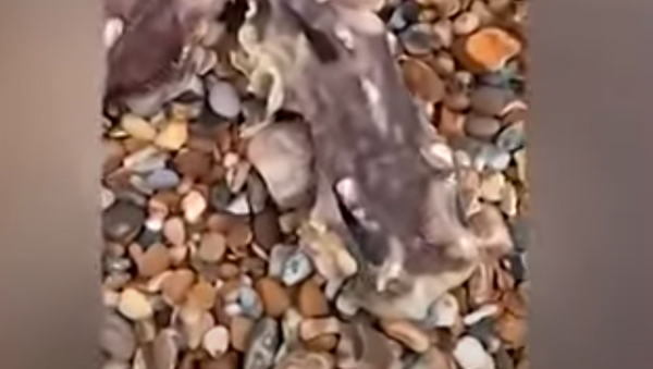 Cô gái quay video về một sinh vật biển bí ẩn có răng sắc nhọn mọc ở phần đuôi - Sputnik Việt Nam