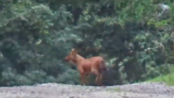 Quay video cảnh hổ rượt theo một con sói đỏ đang la hét - Sputnik Việt Nam