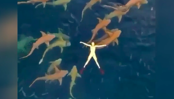 Bạn có dám không? Cô gái bơi cùng cá mập - Sputnik Việt Nam