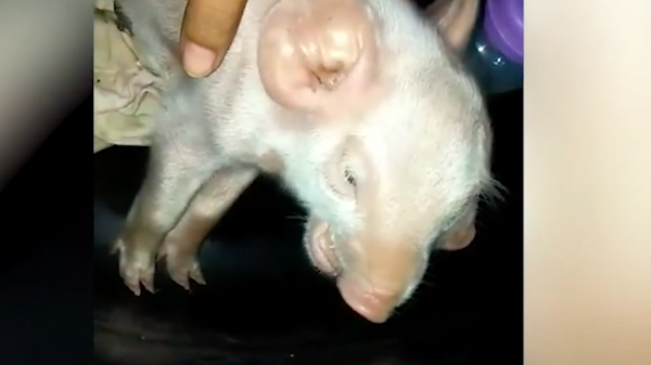 Quay video về một con lợn đột biến gen có hai đầu và ba mắt  - Sputnik Việt Nam