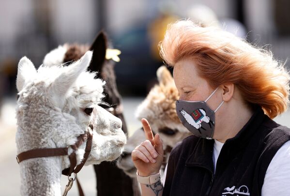 Người phụ nữ và lạc đà alpaca, London - Sputnik Việt Nam