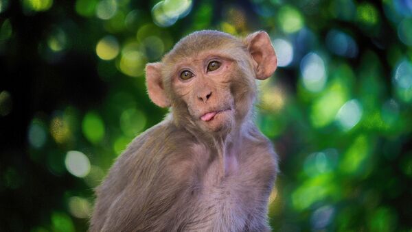Macaque cho thấy lưỡi - Sputnik Việt Nam