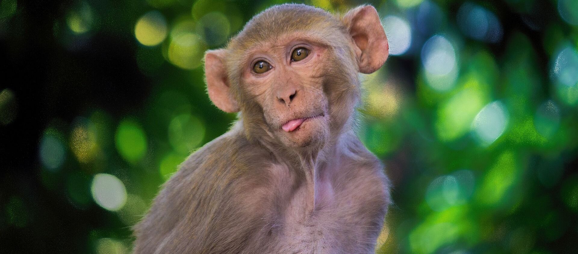 Macaque cho thấy lưỡi - Sputnik Việt Nam, 1920, 12.02.2021