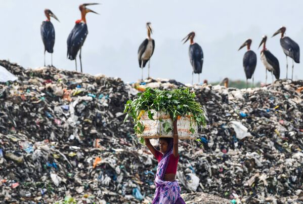 Một người phụ nữ mang thức ăn cho gia súc đi qua những con cò trên đỉnh một trong những bãi rác lớn nhất Ấn Độ, vùng Boragaon - Sputnik Việt Nam