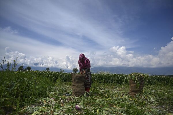 Nông dân trong vụ thu hoạch củ cải ở Srinagar - Sputnik Việt Nam