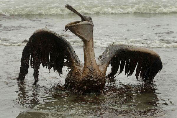 Chim bồ nông bị ảnh hưởng bởi sự cố tràn dầu ở Vịnh Mexico - Sputnik Việt Nam