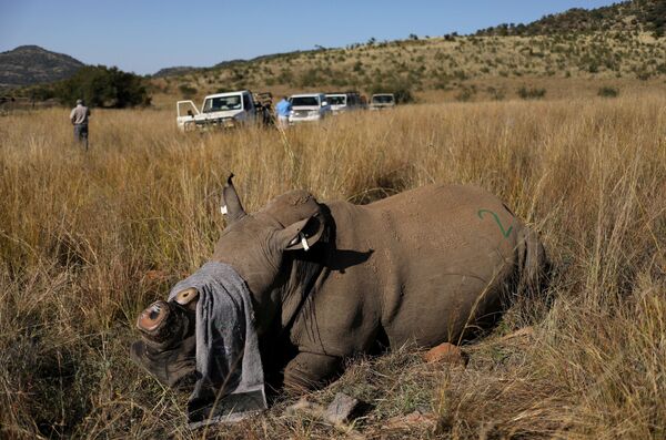 Con tê giác bị cắt sừng để ngăn chặn nạn săn trộm, trong Khu bảo tồn thiên nhiên Pilanesberg, Nam Phi - Sputnik Việt Nam