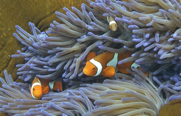 Cá ở Rạn san hô Great Barrier, Úc - Sputnik Việt Nam