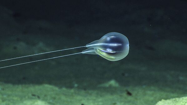 Sứa lược Bathypelagic Ctenophore, được chụp bằng thiết bị Okeanos Explorer ở độ sâu 4000 dưới nước - Sputnik Việt Nam