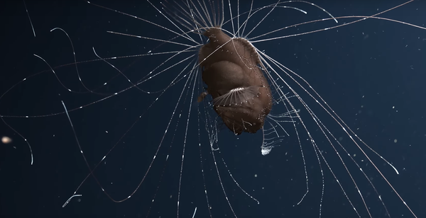 Cá Ceratioidei - một trong những cư dân bí ẩn nhất của đại dương - Sputnik Việt Nam