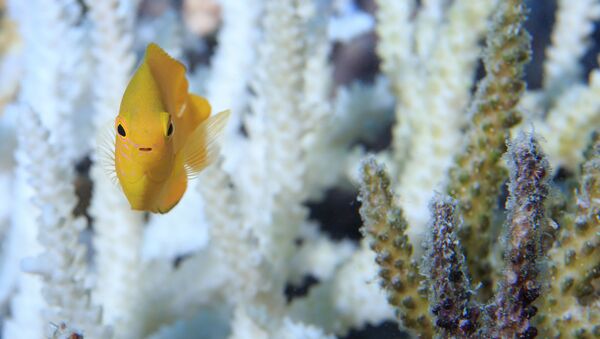 Cá và san hô ở Rạn san hô Great Barrier, Úc - Sputnik Việt Nam