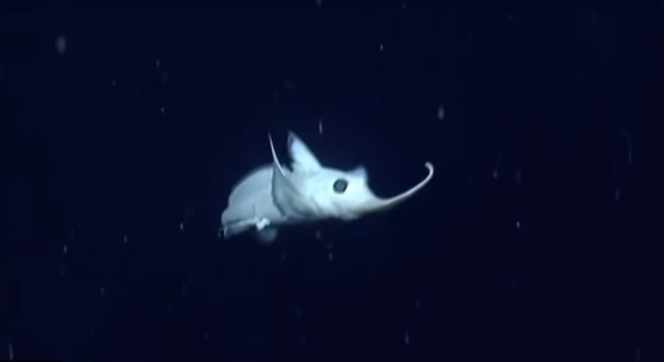 Cá Harriotta haeckeli thuộc nhóm Rhinochimaeridae  - Sputnik Việt Nam