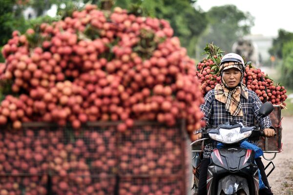 Một người nông dân Việt Nam đang chở vải thiều thu  hoạch được ra chợ bán - Sputnik Việt Nam