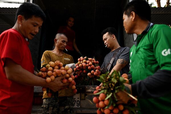 Thương nhân Việt Nam đang đánh giá chất lượng vải thiều vừa mua - Sputnik Việt Nam