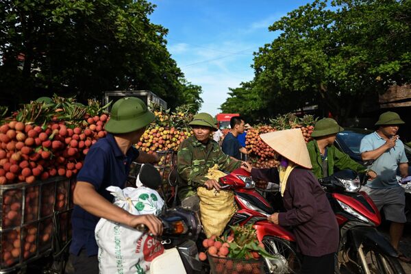 Nông dân Việt Nam đang bán vải thiều thu hoạch được ở ngoài chợ - Sputnik Việt Nam