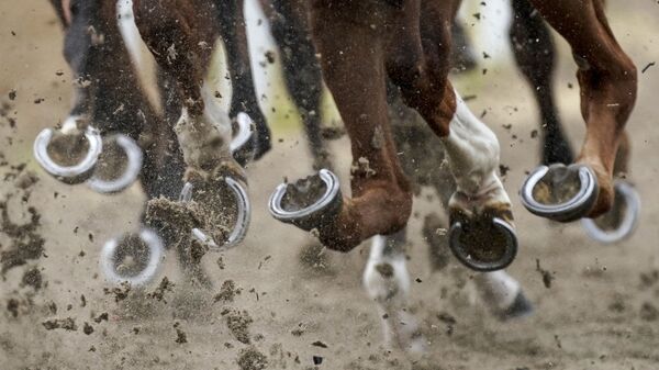 Tuấn mã dự cuộc đua ngựa tại Chelmsford City Racecourse - Sputnik Việt Nam