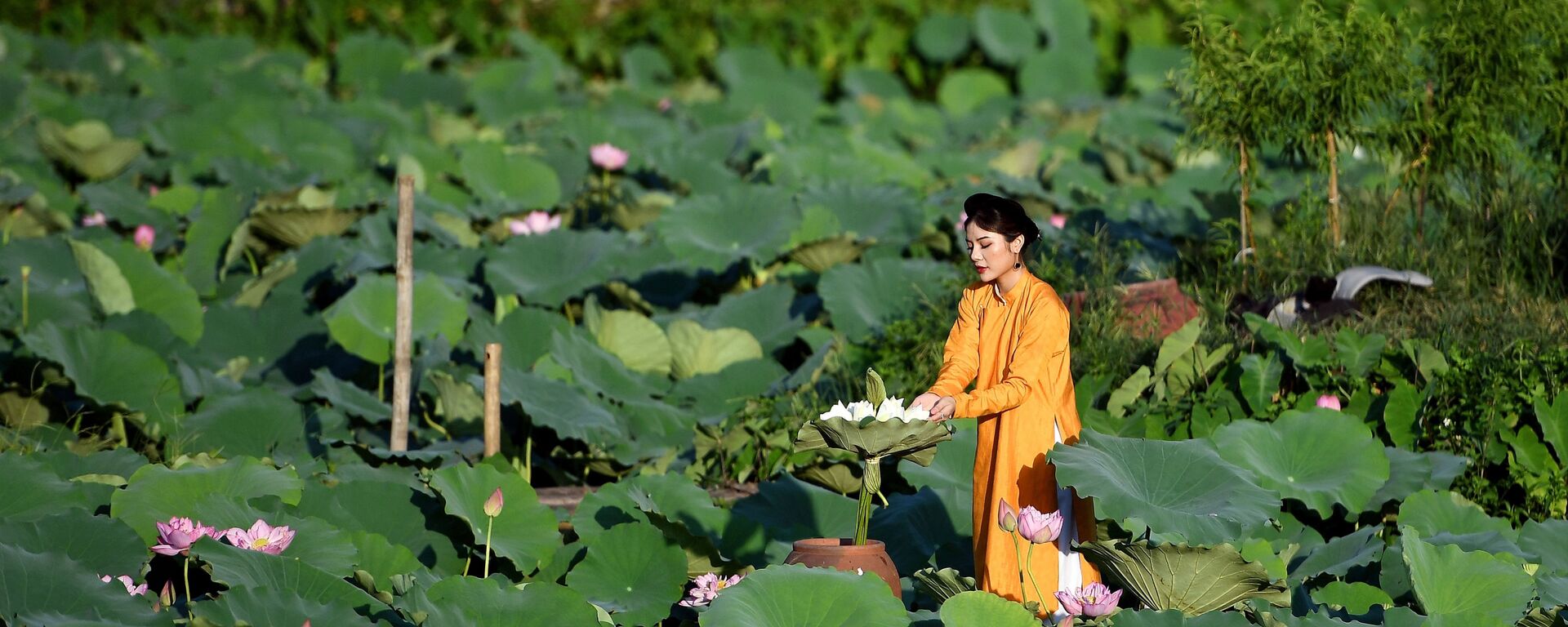 Cô gái trong buổi chụp ảnh ở ao sen Hồ Tây, Hà Nội - Sputnik Việt Nam, 1920, 15.06.2020