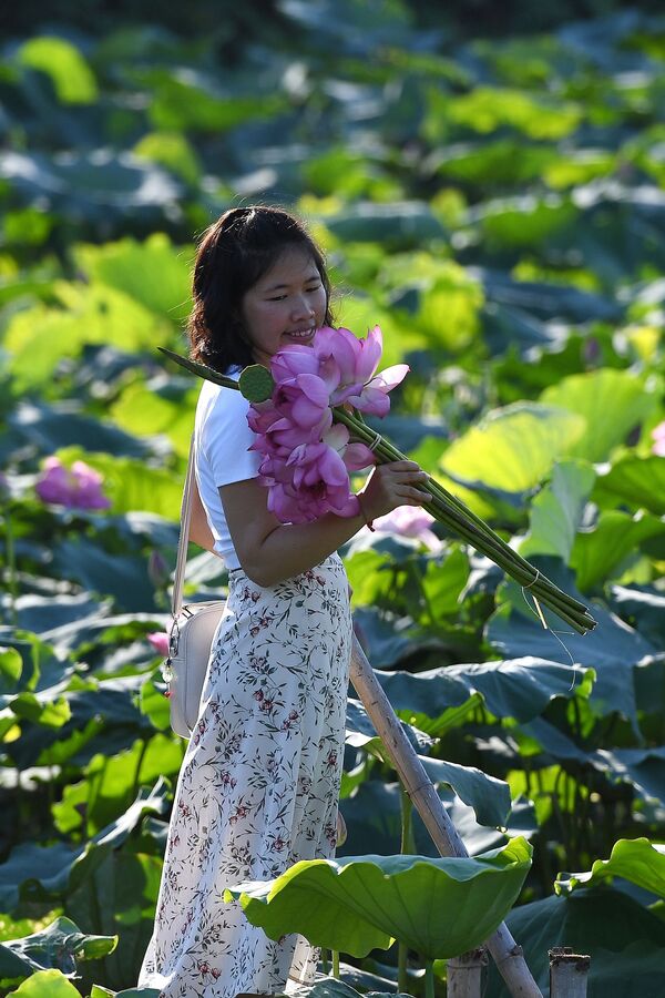 Cô gái trong buổi chụp ảnh ở ao sen Hồ Tây, Hà Nội - Sputnik Việt Nam