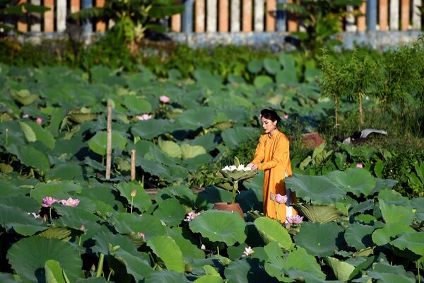 Cô gái trong buổi chụp ảnh ở ao sen Hồ Tây, Hà Nội - Sputnik Việt Nam