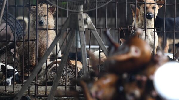 Chó trong chuồng, Hà Nội - Sputnik Việt Nam