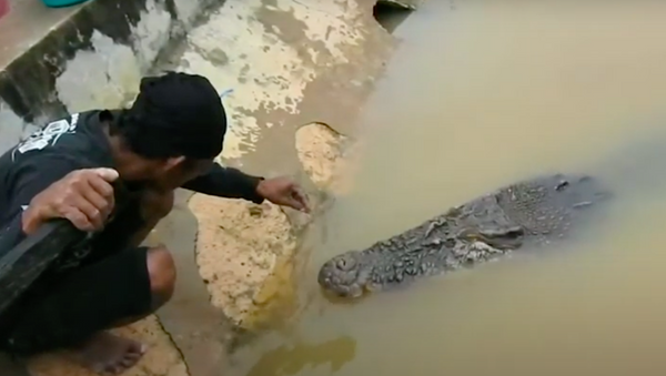 Một con cá sấu kết bạn với người dân địa phương. - Sputnik Việt Nam