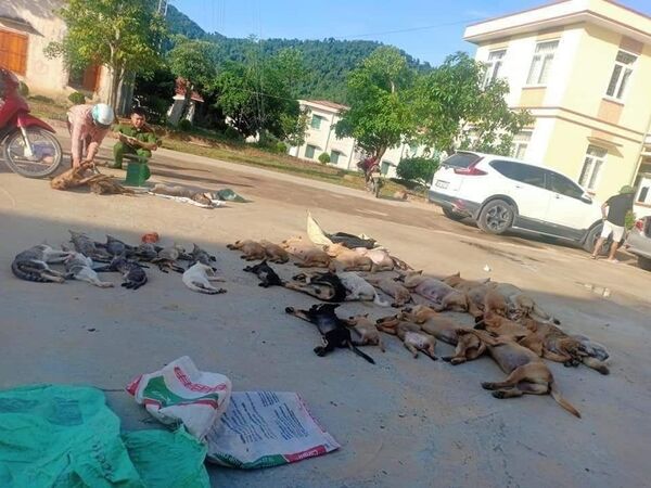 Ăn thịt chó mèo bị đầu độc xyanua ở Việt Nam: Sướng miệng, hại thân Ăn thịt chó mèo bị đầu độc xyanua ở Việt Nam: Sướng miệng, hại thân - Sputnik Việt Nam