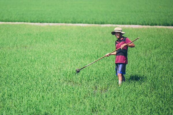Làm việc trên cánh đồng lúa ở đồng bằng sông Cửu Long, Việt Nam - Sputnik Việt Nam