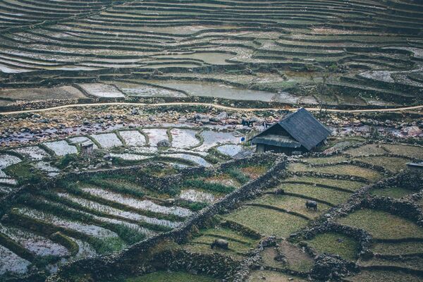 Ngôi nhà giữa cánh đồng lúa ở Sapa, Việt Nam - Sputnik Việt Nam