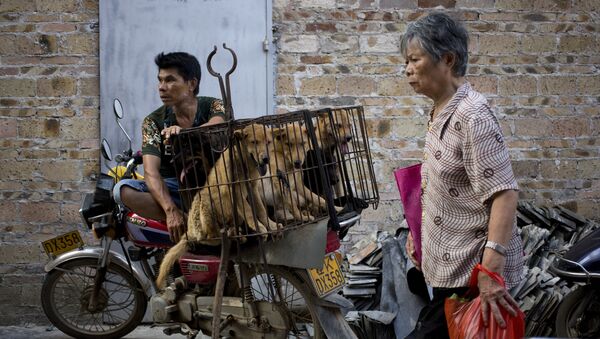 Người bán chó chờ người mua tại lễ hội thịt chó - Sputnik Việt Nam