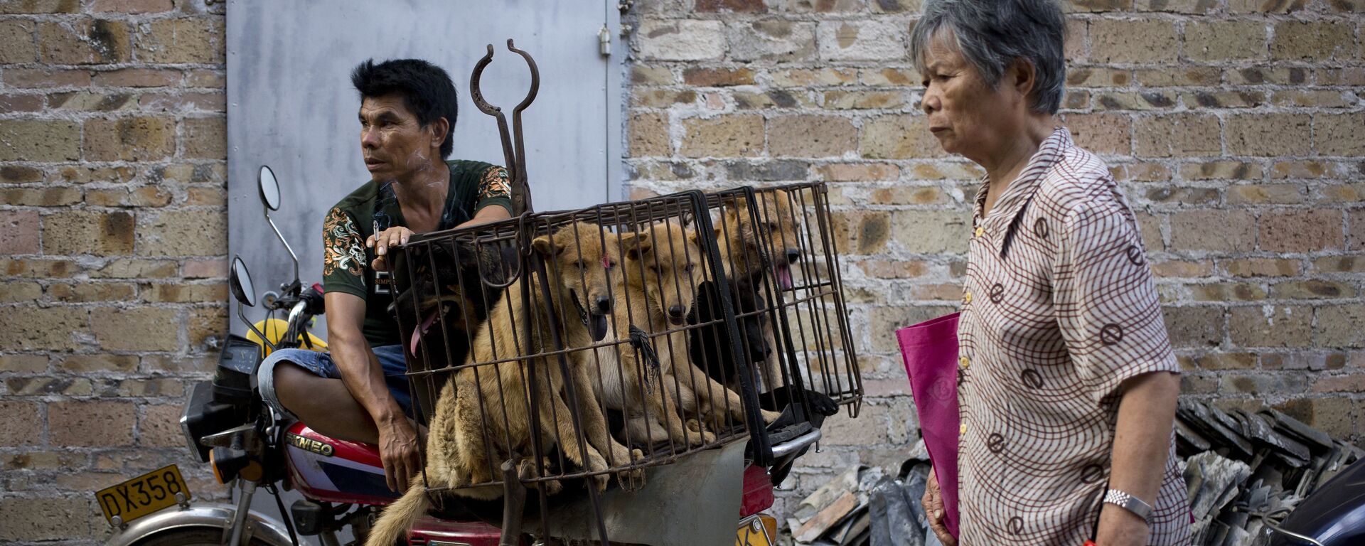 Người bán chó chờ người mua tại lễ hội thịt chó - Sputnik Việt Nam, 1920, 13.12.2023