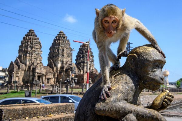 Con khỉ trên bức tượng trước đền Prang Sam Yod ở Lopburi, Thái Lan - Sputnik Việt Nam