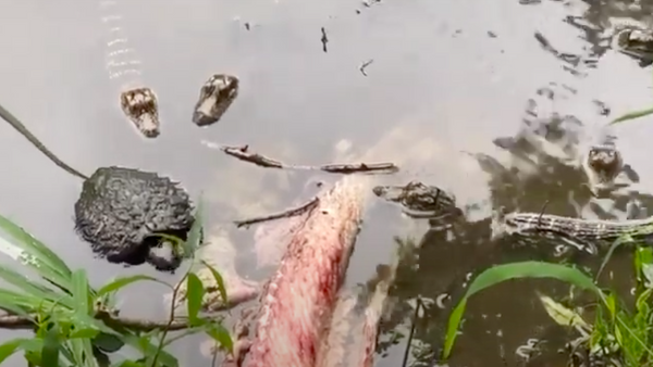 “Cú lao mình chết người”: Cá sấu nhỏ học cách chinh phục con mồi ở Louisiana. - Sputnik Việt Nam