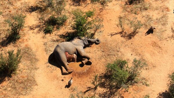Сái chết bí ẩn của những con voi ở Botswana - Sputnik Việt Nam