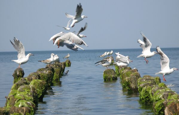Chim hải âu trên bờ biển Baltic - Sputnik Việt Nam