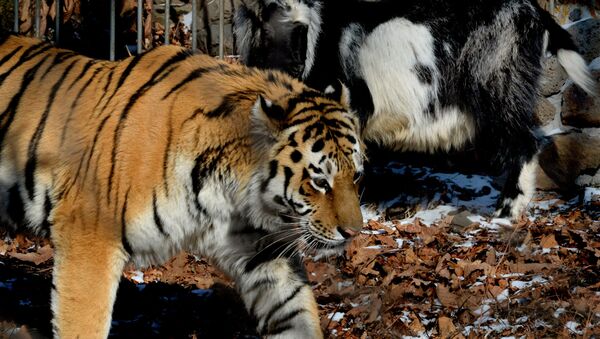 Hổ Amur và dê Timur trong vườn thú Park Safari, Primorsky - Sputnik Việt Nam