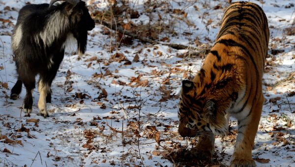 Dê Timur và hổ Amur trong công viên chung - Sputnik Việt Nam