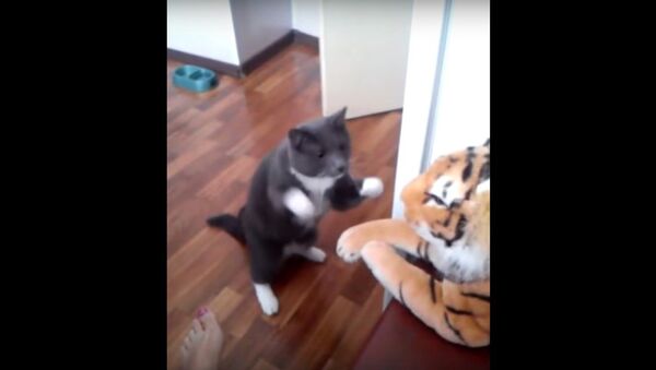 Video cuộc đọ sức giữa mèo và hổ thu hút người xem trên YouTube - Sputnik Việt Nam